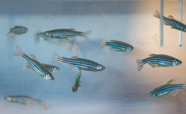 Science Deep Dive Unraveling the mysteries of human reproductive disease with zebrafish