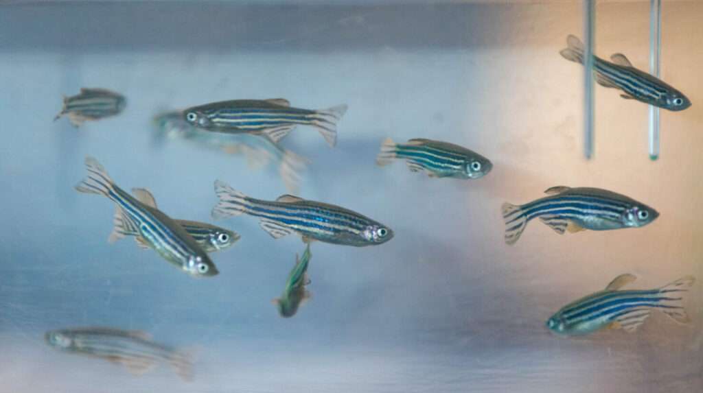 Science Deep Dive Unraveling the mysteries of human reproductive disease with zebrafish