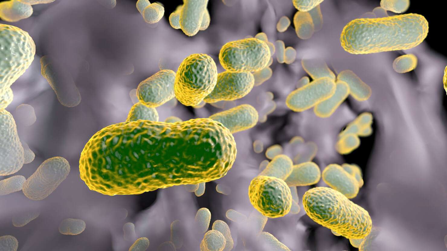 Multidrug resistant bacteria