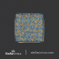 A gif of the two images used for the lenticular sticker. One image includes cells within a flat square, while the second shows the cells within a 3D cube.
